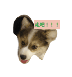 cute dogs！ 1（個別スタンプ：6）