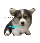 cute dogs！ 1（個別スタンプ：10）