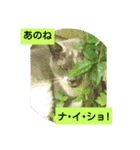 猫花のつぶやき（個別スタンプ：5）