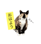 野良猫日和（個別スタンプ：2）