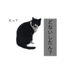 野良猫日和（個別スタンプ：5）