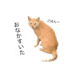 野良猫日和（個別スタンプ：6）