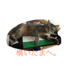 猫のきらと申します。（個別スタンプ：6）