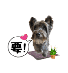 Lucky Dog -lele（個別スタンプ：7）