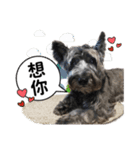 Lucky Dog -lele（個別スタンプ：10）