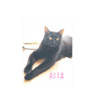 CAT OF BLACK"yamakko"（個別スタンプ：1）