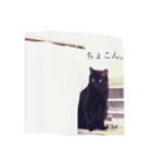 CAT OF BLACK"yamakko"（個別スタンプ：2）