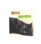 CAT OF BLACK"yamakko"（個別スタンプ：5）