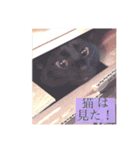 CAT OF BLACK"yamakko"（個別スタンプ：7）