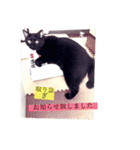 CAT OF BLACK"yamakko"（個別スタンプ：9）