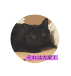 CAT OF BLACK"yamakko"（個別スタンプ：17）