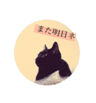 CAT OF BLACK"yamakko"（個別スタンプ：22）