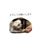 忠犬みるくのスタンプ(使えすぎる)（個別スタンプ：4）