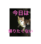 柴犬の桃太郎（個別スタンプ：1）