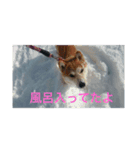 柴犬の桃太郎（個別スタンプ：5）