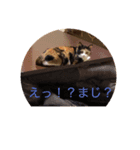 チャチャチャ（個別スタンプ：3）