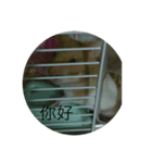 Gold Rat - Life（個別スタンプ：7）