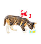 My little cute cat（個別スタンプ：13）