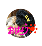 犬のメイたん（個別スタンプ：5）