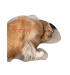 犬の可愛い仕草（個別スタンプ：5）