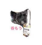 テリア   犬 かわいい画像（個別スタンプ：1）