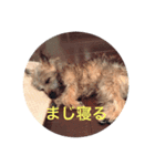 テリア   犬 かわいい画像（個別スタンプ：6）