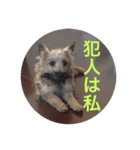 テリア   犬 かわいい画像（個別スタンプ：8）