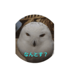 秋田弁フクロウ君（個別スタンプ：2）