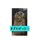 秋田弁フクロウ君（個別スタンプ：3）