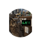 秋田弁フクロウ君（個別スタンプ：4）