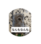 秋田弁フクロウ君（個別スタンプ：5）