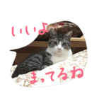 猫のぱたこさん5（個別スタンプ：10）