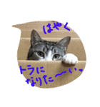 猫のぱたこさん5（個別スタンプ：12）