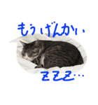 猫のぱたこさん5（個別スタンプ：20）