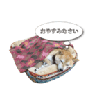 柴犬 みかん（個別スタンプ：4）