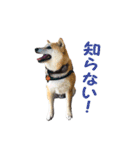 柴犬 みかん（個別スタンプ：8）