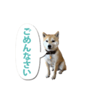 柴犬 みかん（個別スタンプ：12）