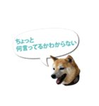 柴犬 みかん（個別スタンプ：13）