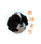 愛犬 カラ（個別スタンプ：1）