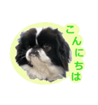 愛犬 カラ（個別スタンプ：2）