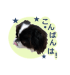 愛犬 カラ（個別スタンプ：3）