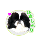 愛犬 カラ（個別スタンプ：4）