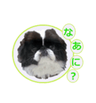 愛犬 カラ（個別スタンプ：10）