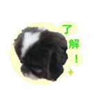 愛犬 カラ（個別スタンプ：12）