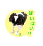 愛犬 カラ（個別スタンプ：13）