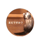 フェレットぽんちゃん（個別スタンプ：12）