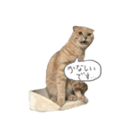 うちのねこ3（個別スタンプ：8）