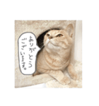 うちのねこ3（個別スタンプ：11）