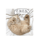 うちのねこ3（個別スタンプ：12）