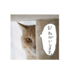 うちのねこ3（個別スタンプ：17）